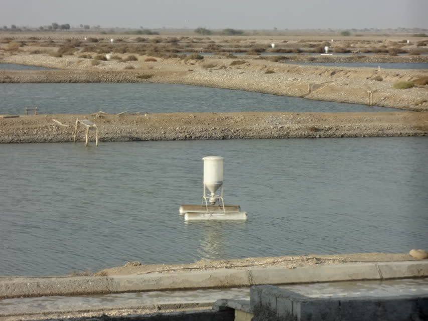  اربیان طلایی